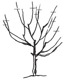 Полная энциклопедия фермера - i_173.png