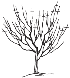 Полная энциклопедия фермера - i_174.png