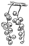 Полная энциклопедия фермера - i_183.png