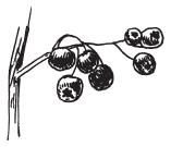 Полная энциклопедия фермера - i_187.png