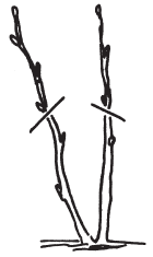 Полная энциклопедия фермера - i_189.png