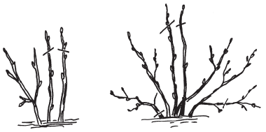 Полная энциклопедия фермера - i_190.png