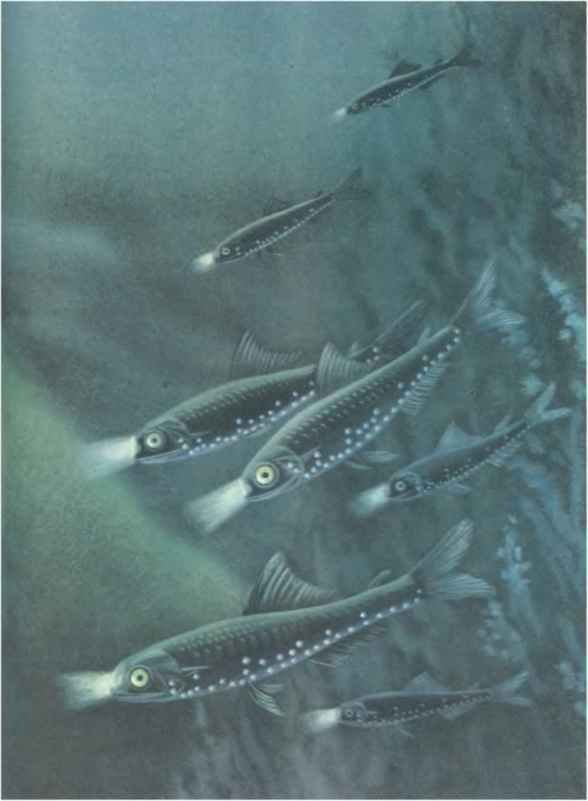 Коапп! коапп! коапп! вып. 6. - i_040.jpg