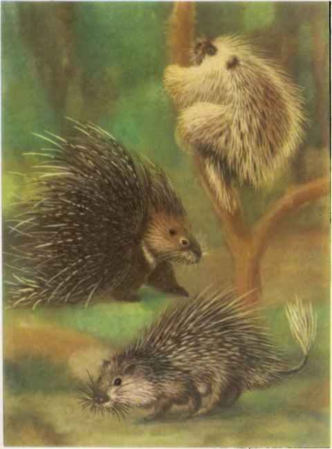 КОАПП! КОАПП! КОАПП! Репортаж о событиях невероятных. Вып. 5 - i_011.jpg