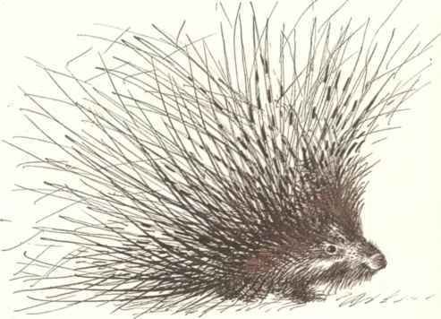 Коапп! коапп! коапп! вып. 8 - i_023.jpg