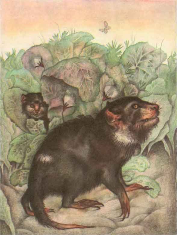 Коапп! коапп! коапп! вып. 8 - i_040.jpg