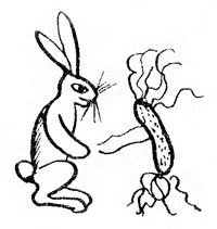 Хочу все знать 1970 - _116_White_Rabbit.jpg