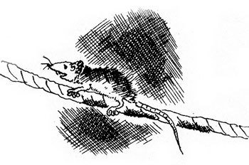 Хочу все знать 1970 - _255_Rat.jpg