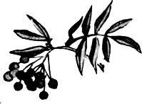 Хрустальный лес - i_015.jpg