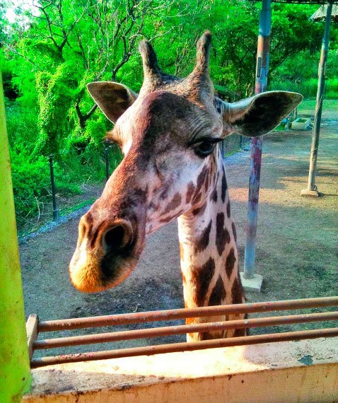 Бангкок и Паттайя. Путеводитель - i_139.jpg