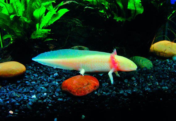 Бангкок и Паттайя. Путеводитель - i_144.jpg