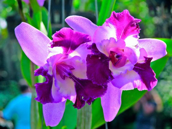 Бангкок и Паттайя. Путеводитель - i_216.jpg