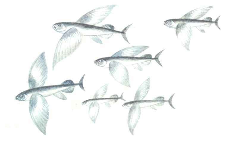 Бережок. Стихи и рассказы - i_030.jpg