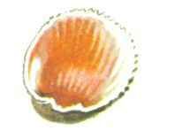 Бережок. Стихи и рассказы - i_049.jpg