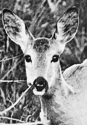 Силуэты на облаках - i_052.jpg