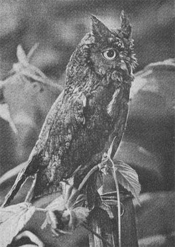 Силуэты на облаках - i_089.jpg