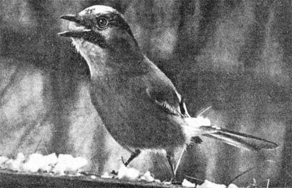 Силуэты на облаках - i_093.jpg