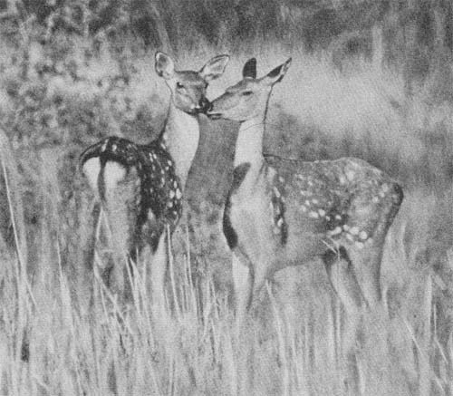 Силуэты на облаках - i_094.jpg