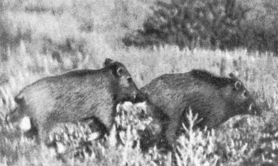 Силуэты на облаках - i_097.jpg