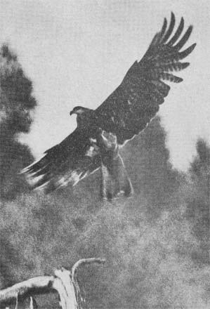 Силуэты на облаках - i_099.jpg