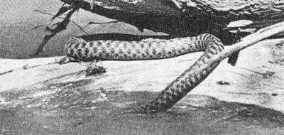 Силуэты на облаках - i_100.jpg