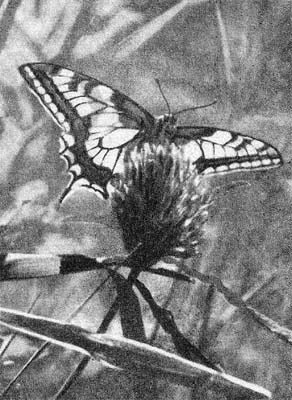 Силуэты на облаках - i_102.jpg