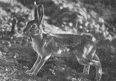 Силуэты на облаках - i_104.jpg