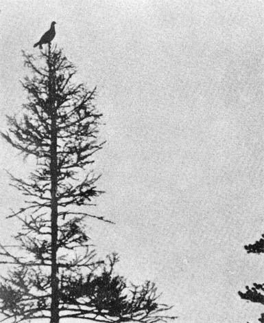 Силуэты на облаках - i_105.jpg