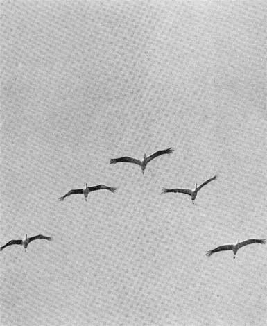 Силуэты на облаках - i_106.jpg