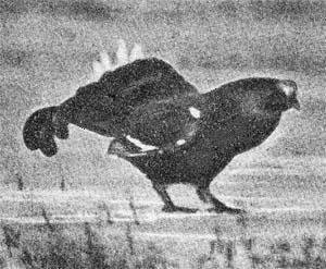 Силуэты на облаках - i_107.jpg