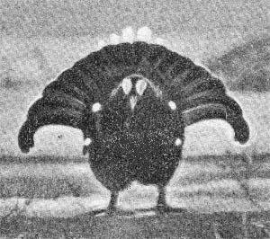 Силуэты на облаках - i_108.jpg