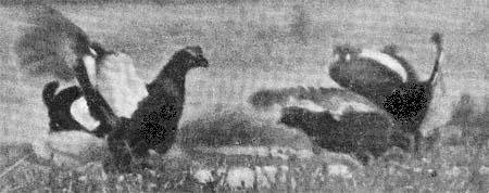 Силуэты на облаках - i_109.jpg