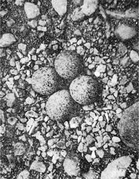 Силуэты на облаках - i_183.jpg