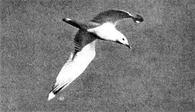 Силуэты на облаках - i_212.jpg