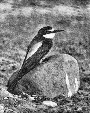 Силуэты на облаках - i_216.jpg