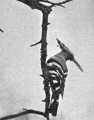 Силуэты на облаках - i_217.jpg