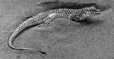 Силуэты на облаках - i_237.jpg