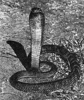 Силуэты на облаках - i_240.jpg