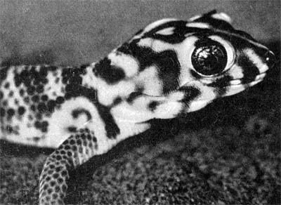 Силуэты на облаках - i_241.jpg