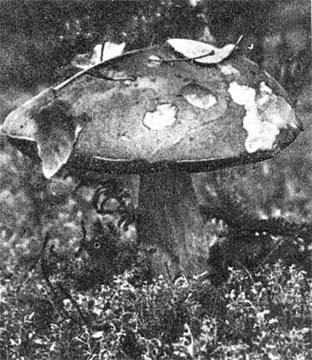 Силуэты на облаках - i_276.jpg