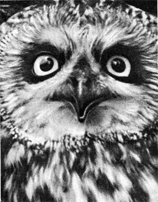 Силуэты на облаках - i_278.jpg