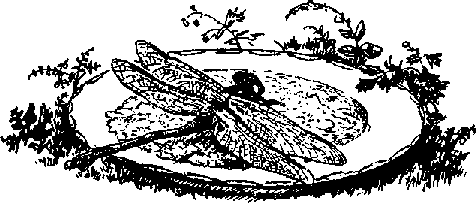 Что я видел (сборник) - i_027.png