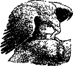 Что я видел (сборник) - i_095.png