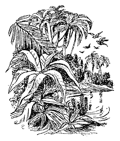 Острів Робінзона - i_007.png