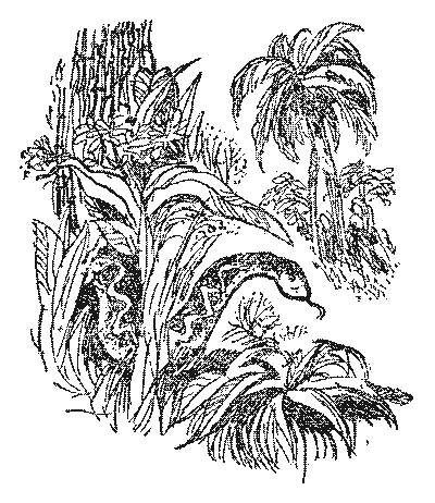 Острів Робінзона - i_010.png