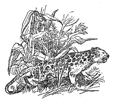 Острів Робінзона - i_014.png
