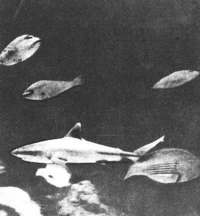 Пригоди на Шостому континенті - i_048.jpg