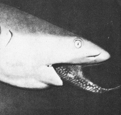 Пригоди на Шостому континенті - i_052.jpg