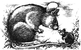 Магнус-Супермыш - img18.png