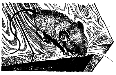 Школьная мышь - i_003.png